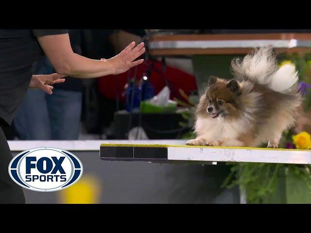 Woody-Wolf completes memorable agility run in the 8-inch class | FOX SPORTS