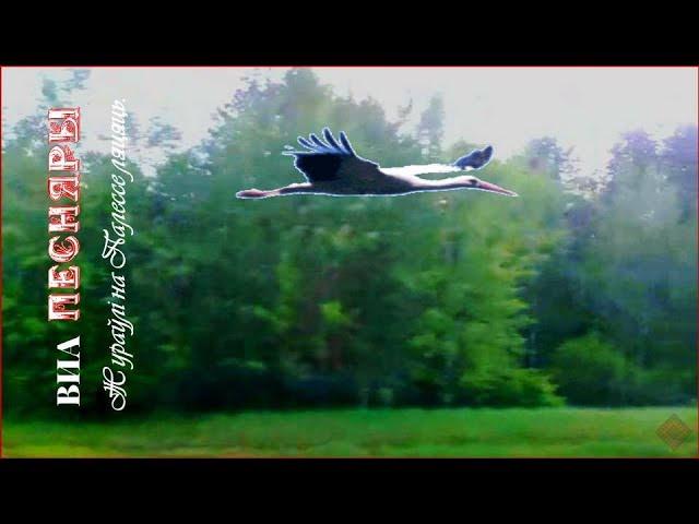 VIA Pesnyary. Cranes in Polesie fly.