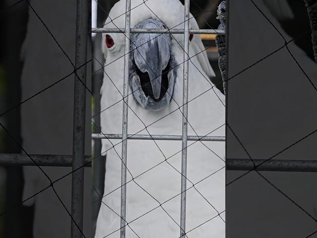 Cockatoo loves to chat 聰明凤头鹦鹉 #TalkingBird #ParrotdiseHuaHin