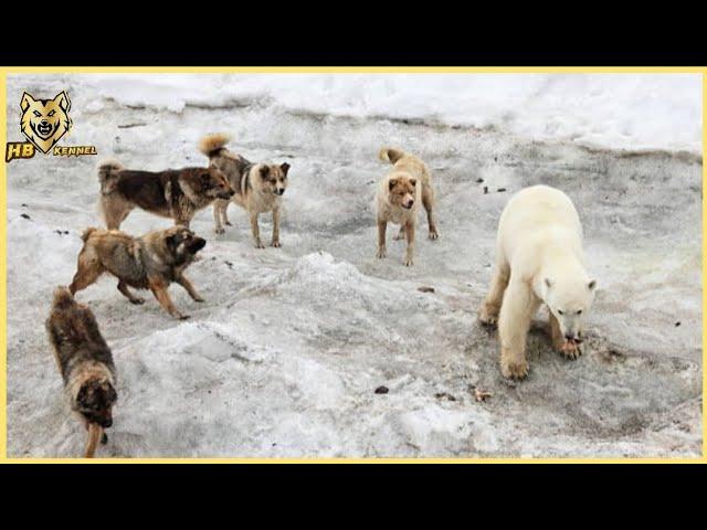 Top 5 Moments Guardian Dogs Fend off Predators from Settlements