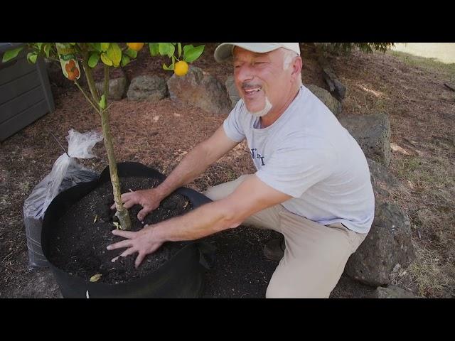 Feeding And Treating Citrus Trees