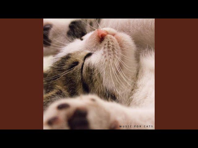 Soothing Cat Music