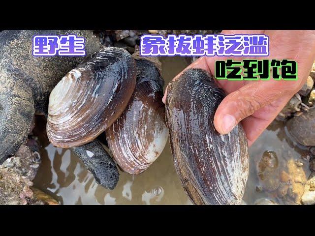 《环球探海记》阿曼~第2天：中东土豪都不吃象拔蚌吗？随便找一个沙滩都能挖到好多！"Global Quest" Oman ~ Day 2！