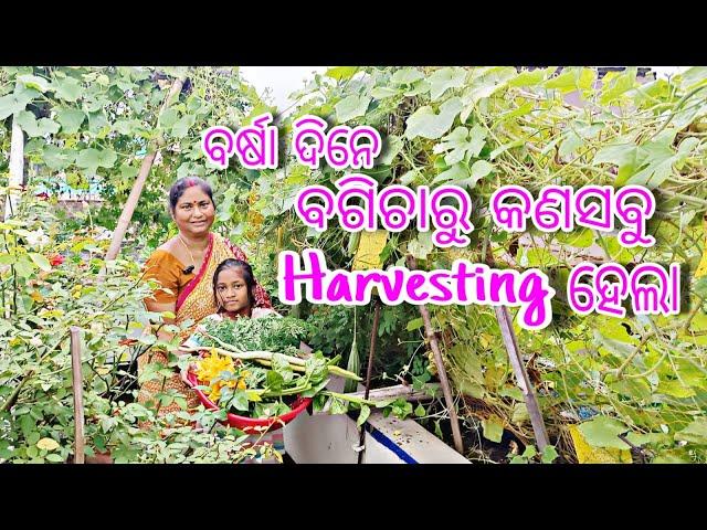 ବର୍ଷା ଦିନେ ବଗିଚାରୁ କଣସବୁ Harvesting ହେଲା || Rainey Season Harvesing || Terrace Garden Odia