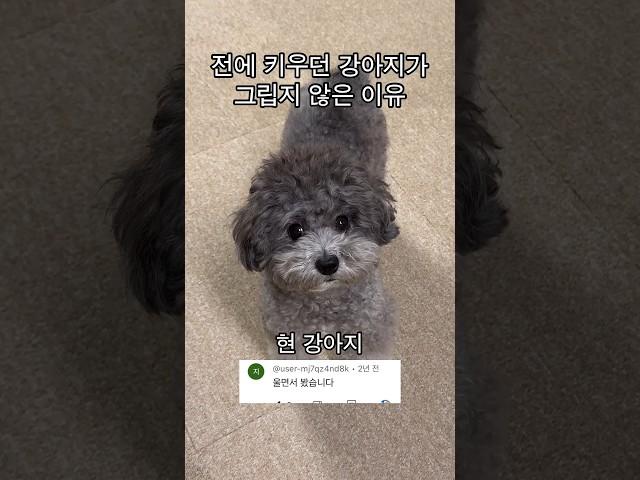 #전남친 NO #전강아지