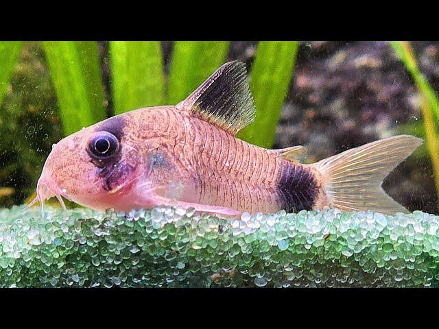 Relaxing Freshwater Aquarium with Gentle Water Sounds for RelaxationASMR