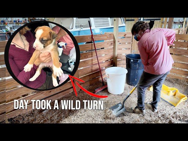 Cleaning The Stalls Turned Into An Unexpected Puppy Rescue Mission