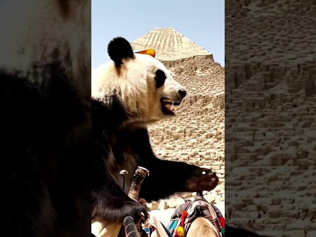 Lost in Egypt: A Panda's Pyramid Adventure!#shorts #adventure #panda