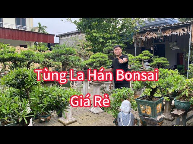 Vườn tùng La Hán bonsai giá rẻ