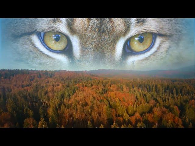 The Lynx: The Predator back in the Forest