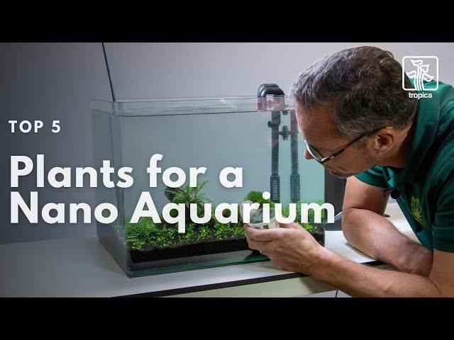 Top 5 Plants Suitable for a Nano Aquarium