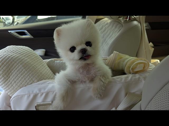 Letting My Dog See the Sea in Full! [RuPong Daily V-LOG]