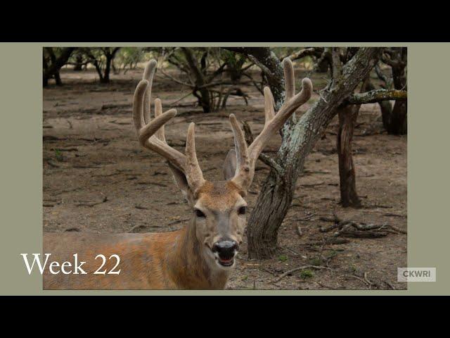 Antler Growth Over Time of 1 Buck in 2021