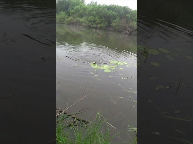 Карась Килошник от Истории Рыбака
