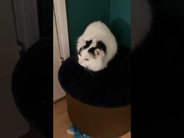Hi  Hola  Namaste  Merhaba 🫶 Ciao  Bonjour #cat #cute #short #shortsfeed