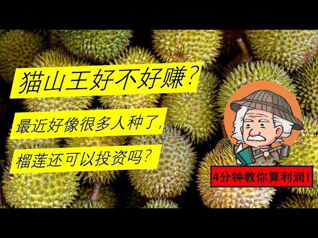 榴莲 园主是不是都是百万富翁？种 榴莲 怎么赚？！【4分钟让你看懂到底榴莲毛利润怎么算！】