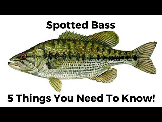 5 Things You Need To Know About Spotted Bass