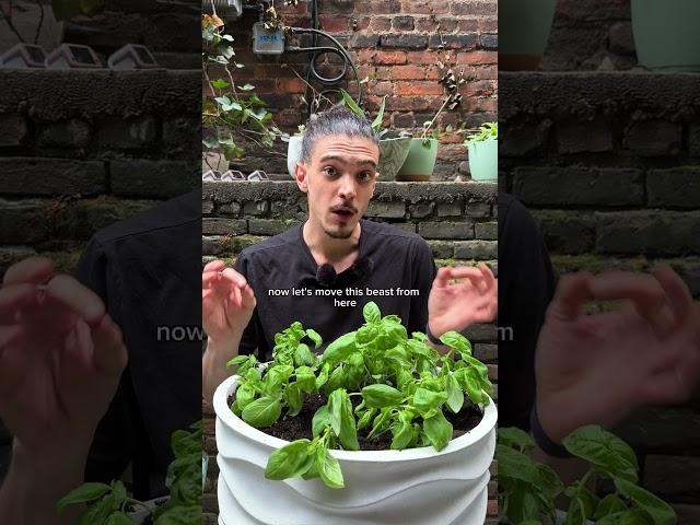How to plant basil 