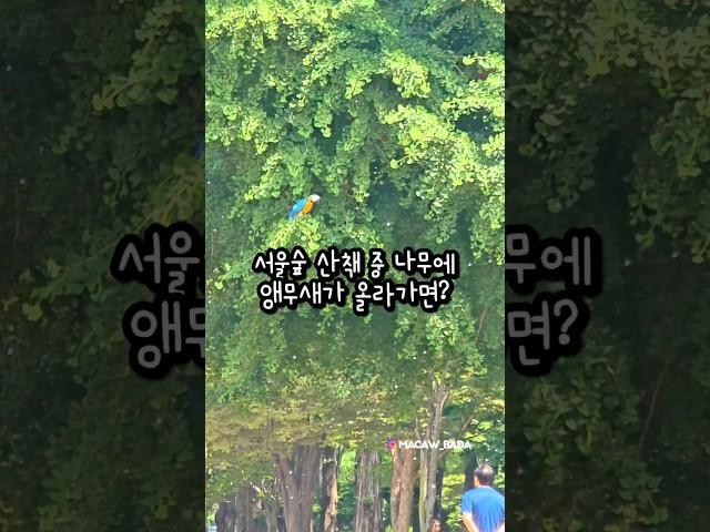 서울숲 산책 중 나무에 올라간 앵무새