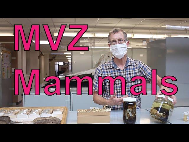Museum of Vertebrate Zoology - Mammal Collection