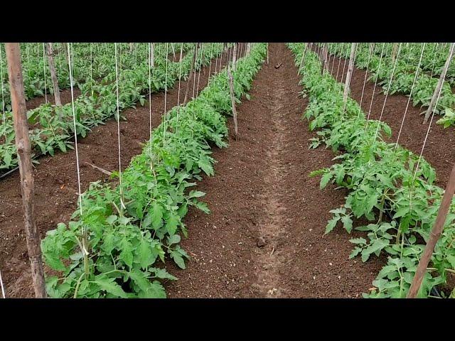 #Tomato Farming | watch full video for beautiful experience of tomato farm .. EP.2