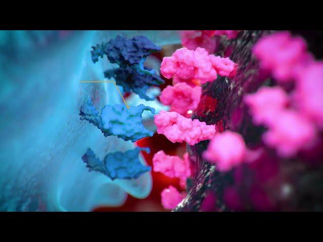 Versatile Anti-Linker Antibodies to Detect CAR Molecules | Cell Signaling Technology