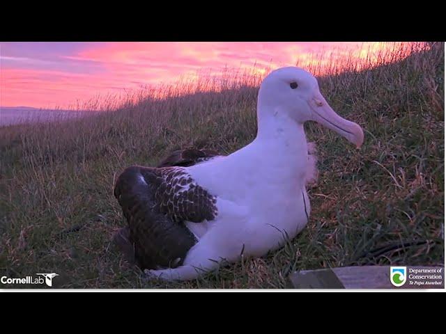 Royal Albatross ~ TFT Discovers The Cam Under a Fiery Sunrise  TF Exercises His Huge Wings  9.9.24