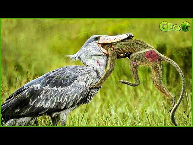 30 Ferocious Moments of Birds Hunting Their Next Meal | Bird vs Monkey, Snake, Fish | Animal Fights