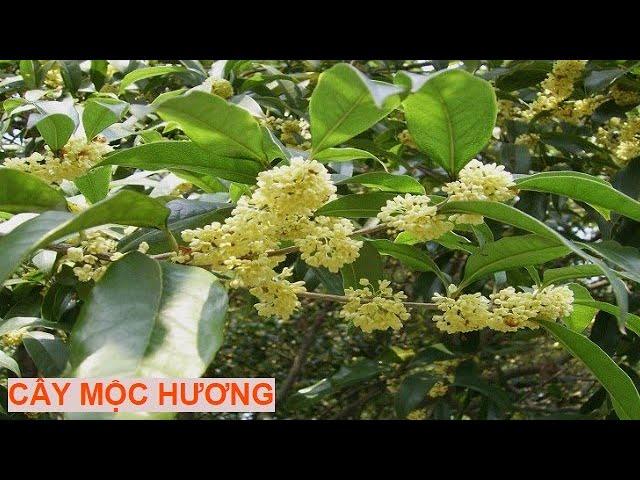 Cây Mộc Hương Có Tác Dụng Gì, Dùng Làm Gì