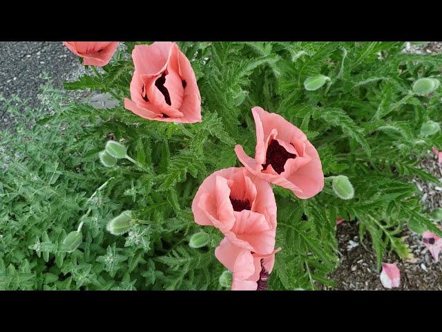 Poppies