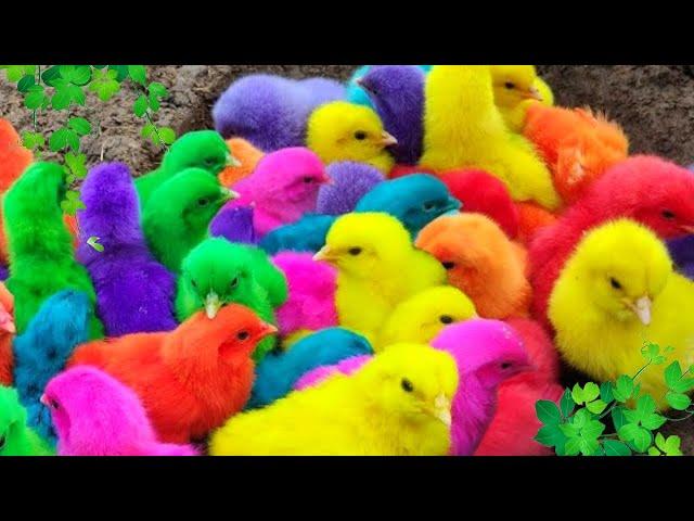 World Cute Chickens, Colorful Chickens, Rainbows Chickens, Cute Ducks, Cat, Rabbits,Cute Animals