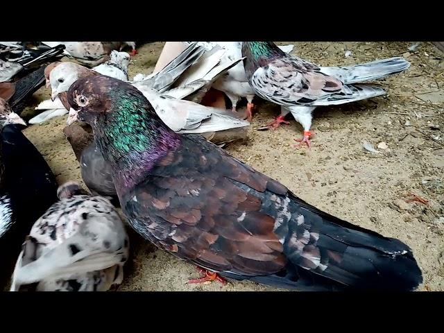 Голуби бакинские мраморные Тамбов 27.04.2021 (Baku marble pigeons) Baku mermer guvercinler