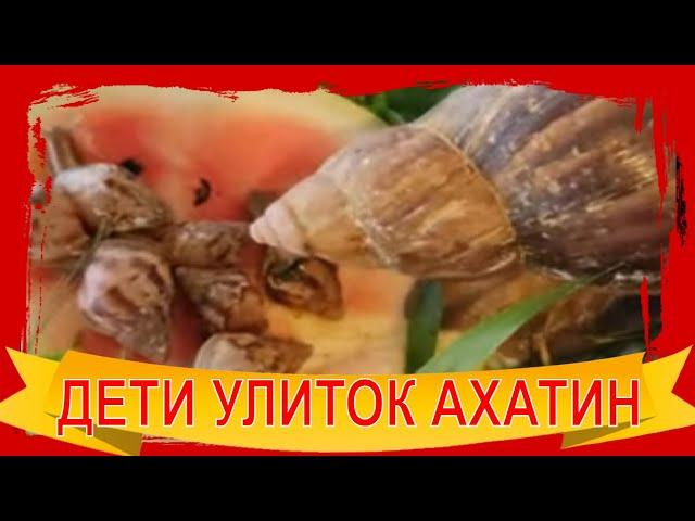 Шок! Случились ДЕТИ у Улиток АХАТИН! Не уследила. Куда девать?