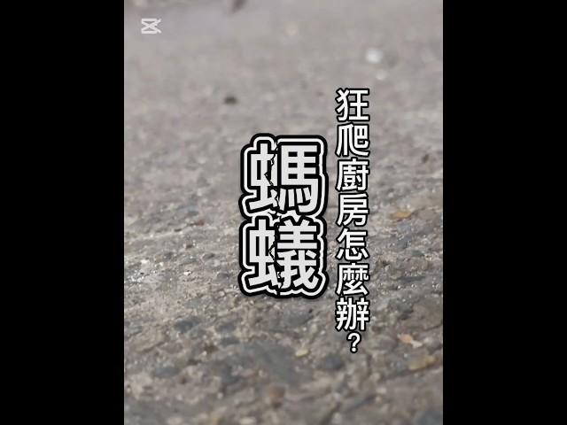 螞蟻狂爬廚房怎麼辦？私藏對策大公開！ #螞蟻 #ant