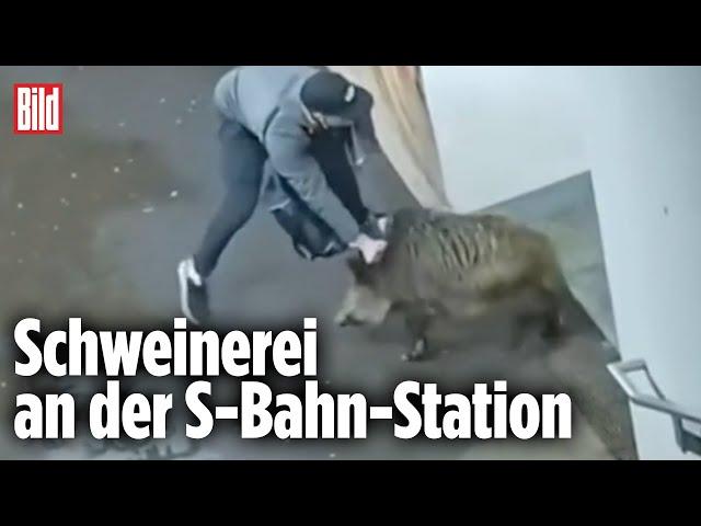 Wilde Sauerei: Mann kämpft gegen Wildschwein | Hannover