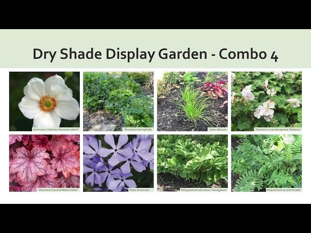 Plant Combinations for a Dry Shade Garden