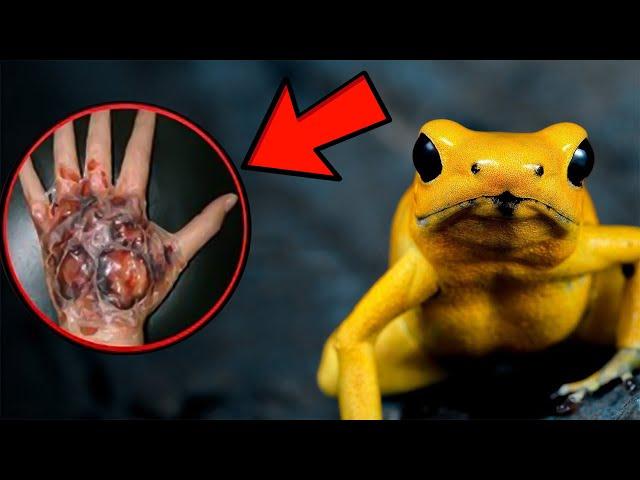 What to Expect if You Encounter a Golden Poison Frog