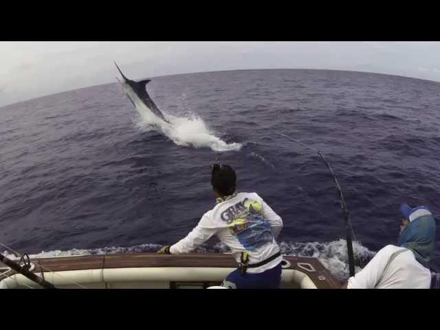 Fighting Blue Marlin 1075 lbs Grander! Amazing jumps!