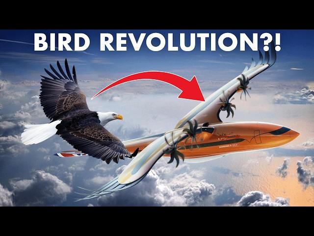 Are BIRDS the KEY to the Future of Aviation?!