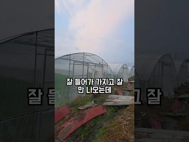 비둘기 "구구구구구" #청년농부진이 #진이미나리