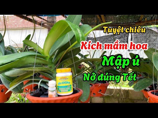 Tuyệt chiêu tạo mầm hoa hồ điệp tốc hành mập ú nở đúng Tết -@Bayxunau