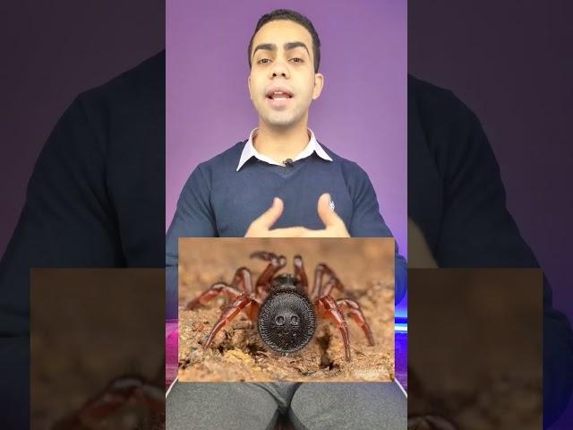 أخطر عنكبوت في العالم  #shorts