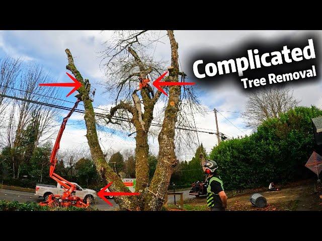 SUPER NASTY Tree Removal on a VERY Busy Street!