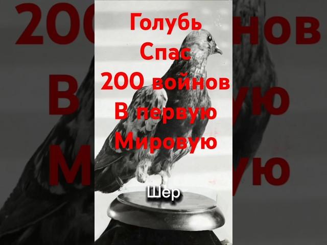 #война #история #history #интересно #факт #факты #голуби #россия  #war #ww1 #америка #германия