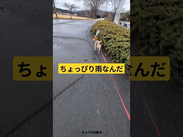 今日は着てくれません #shorts #柴犬 #散歩 #柴犬のいる暮らし