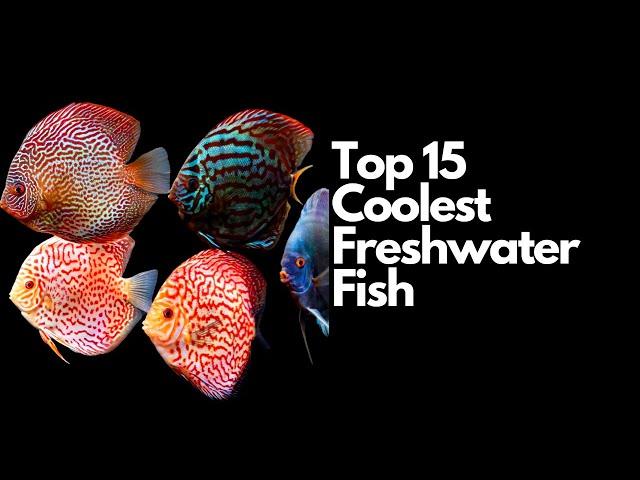 The Top 15 Coolest Freshwater Fish 