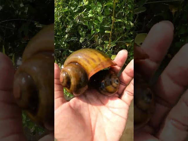 Big Snails video in flooded forest #naturelover #freshwater #niceplace