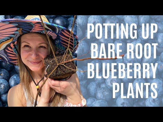 Potting Up Bare Root Blueberries 🫐 | Behind The Scenes At Our Plant Nursery!