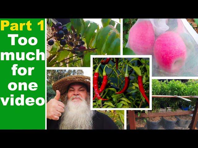 Autumn Orchard and Vegetables Tour. Australian Garden part 1