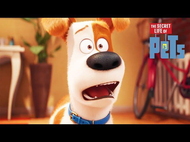 Max Gets a New... Brother? | The Secret Life of Pets | Mini Moments